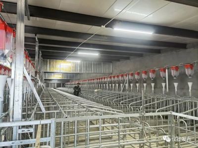 扬州众旺农牧公司:科技养殖助力生猪稳产保供