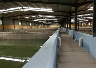 南美对虾养殖设备淡化技术