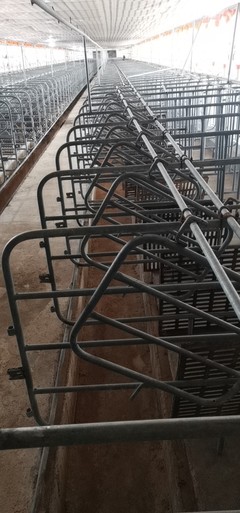 新型猪舍养殖料塔料线分布规划及特点